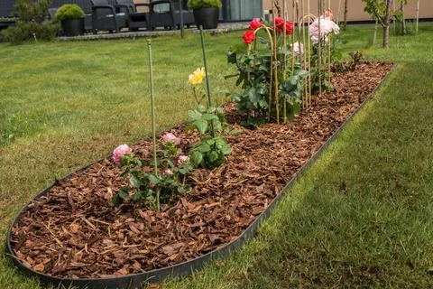 A rose bed mulched with bark in spring  Stock Photos