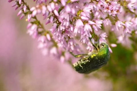 Rose beetle in erika Stock Photos