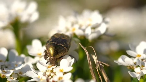 Rose beetle insect beetle Stock-Footage 273698734