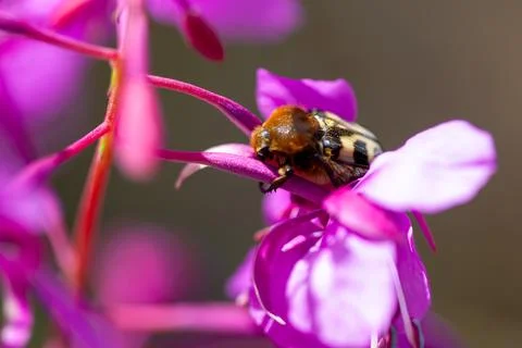 Rose beetle Stock Photos