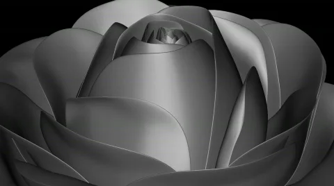 Rose in Black and White Looping Background Stock Footage