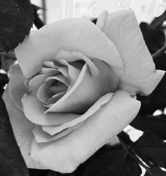 Rose black and white Stock Photos