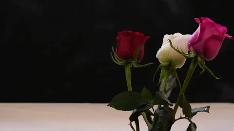 Rose black background drops breeze fog and steam Stock Footage 232212684