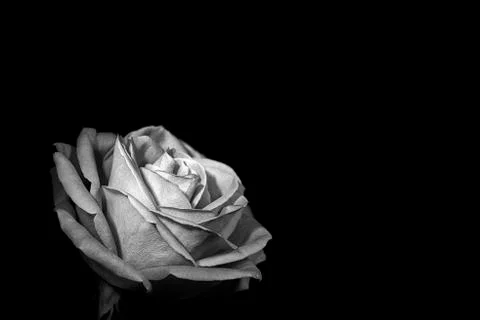 Rose on Black Background Stock Photos