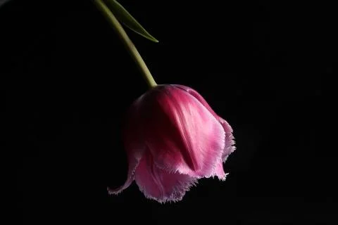 Rose on black background Stock Photos