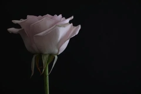 Rose on black background Stock Photos