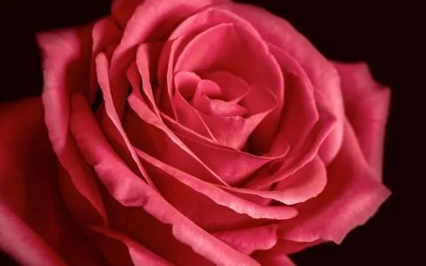 Rose on black background Stock Photos