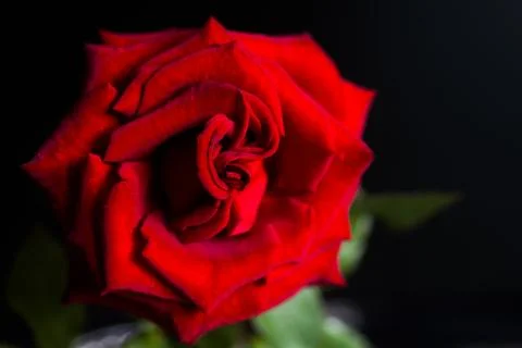 Rose on a black background Foto stock