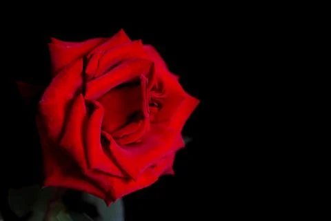 Rose on a black background Stock Photos