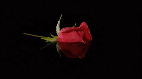 ROSE ON A BLACK BACKGROUND Stock Photos