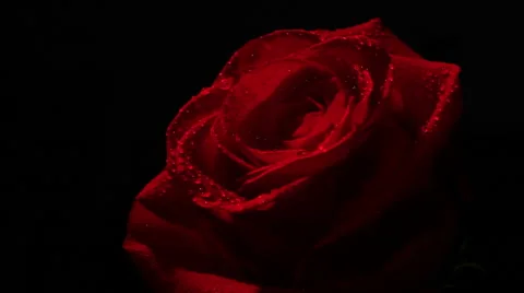 Rose on black Vídeos de archivo 47879495