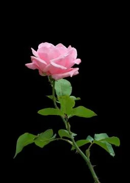Rose on black Stock Photos