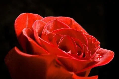 Rose on black Stock Photos