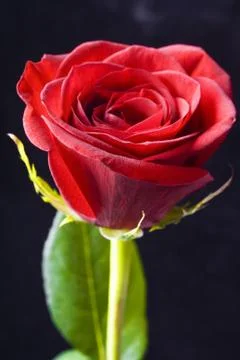 Rose on black Stock Photos