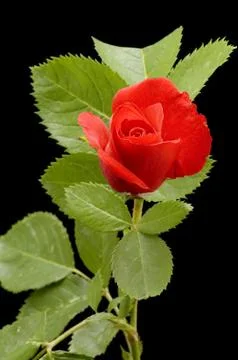 Rose on black Stock Photos