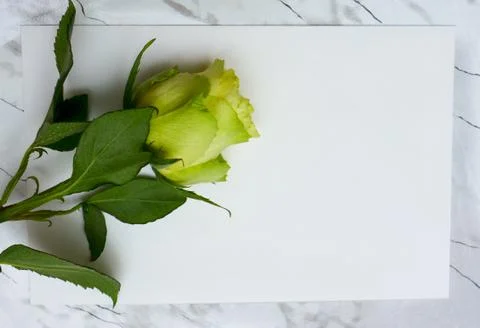 Rose on a blank leaf paper Stock Photos