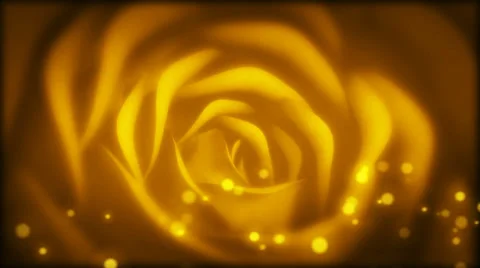 Rose Bloom champaign Stock Footage 37563077