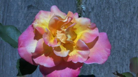 Rose Bloom by Fence Stock Footage 705993