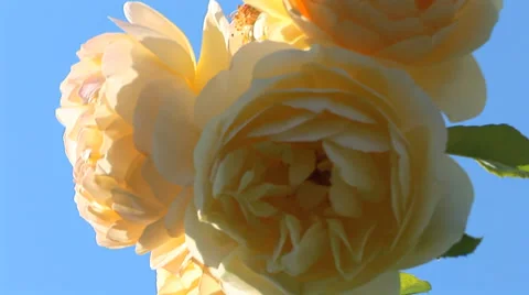 Rose in Bloom Stock Footage 33604681