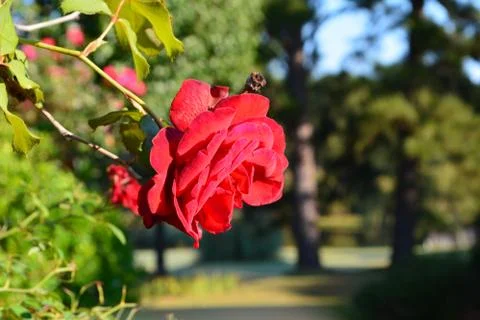 Rose Bloom Golf Course Stock Photos