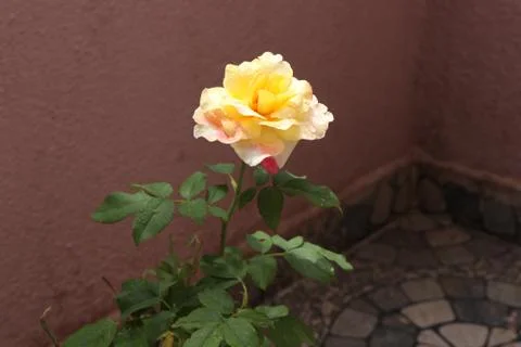 Rose bloom in a mud container Stock Photos
