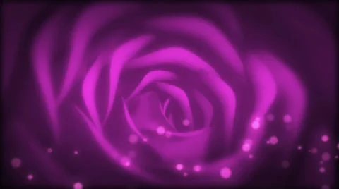 Rose Bloom purple Stock Footage 37563086
