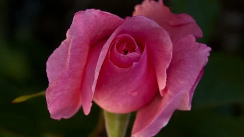 Rose Bloom Timelapse Video stock 94640698