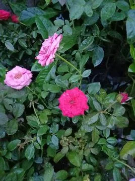 The rose bloomed on the tree Stockfoto's