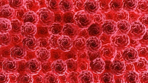 Rose blooming 4K loop animation. Stock Footage 263233938