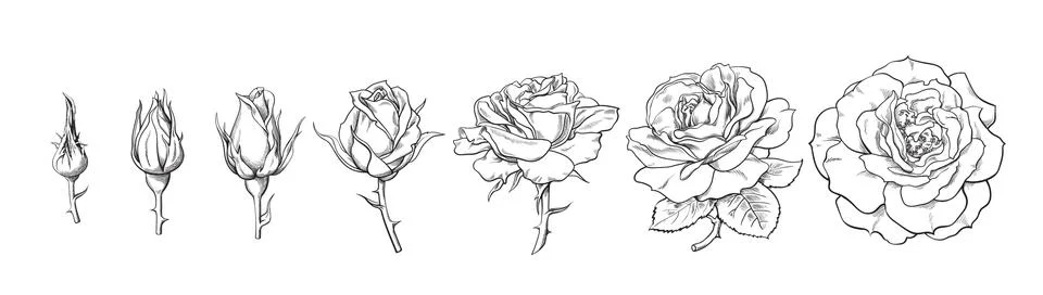 Rose blooming from closed bud to fully open flower. Hand drawn sketch style set Stock Illustration
