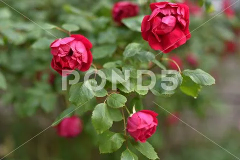 Rose blooming Stock Photos
