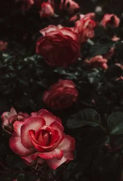 Rose blooming Stock Photos