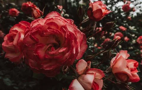 Rose blooming Stock Photos