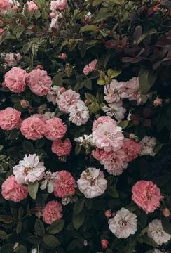 Rose blooming Stock Photos