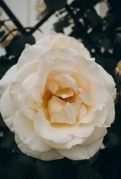 Rose blooming Stock Photos