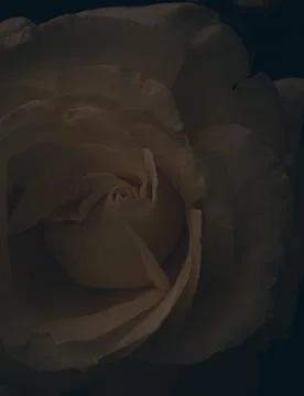 Rose blooming Stock Photos