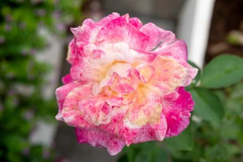 A rose blooming Stock Photos