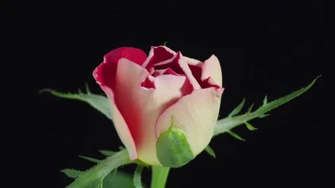Rose blooming time lapse Stock Footage 105267924