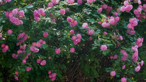 Rose blooms in summer Stock Footage 195139539