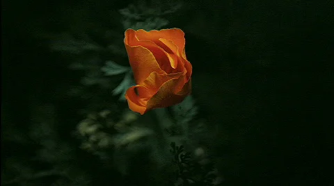 A rose blooms in time lapse. Stock Footage 558096