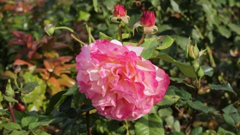 Rose blossom closeup Vídeo Stock 70514206