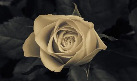 Rose is blossom Stock Photos
