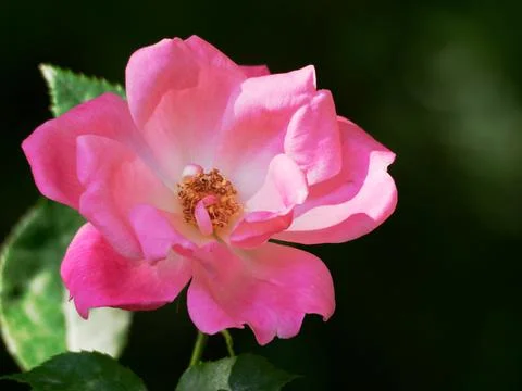 Rose Blossom 库存照片