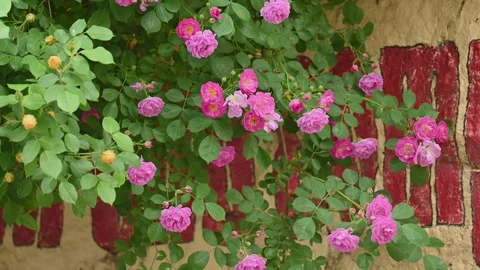 Rose blossom at slow motion Stock Footage 334863968