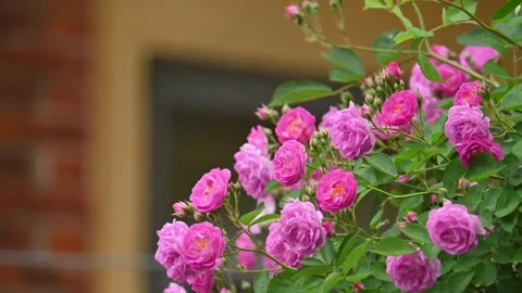 Rose blossom at slow motion Stock Footage 334863975