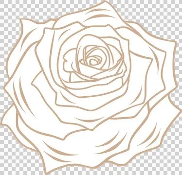 Rose blossom is unfolding in vector flat design with tan outlines on transparent イラスト素材
