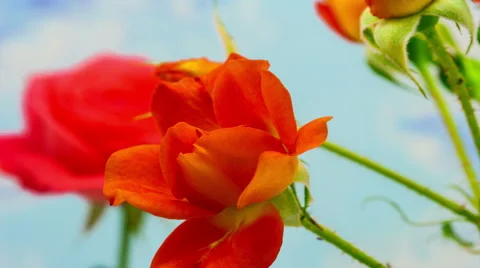 Rose Blossoming Timelapse Stock Footage 46492617