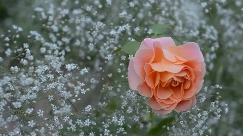 Rose blossoms on a background of baby's breath Stock Footage