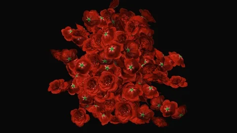Rose Blossoms Explosion full ultra HD 4k RGB + ALPHA transparent background Stock-Footage 88475429