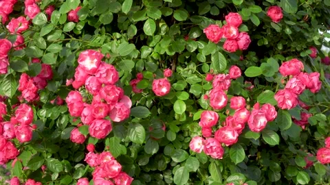 The rose blossoms in the garden Stock Footage 154294772